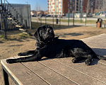 Собаки в Москве: РОККИ СРОЧНО ИЩЕТ ДОМ Мальчик, Бесплатно - фото 5