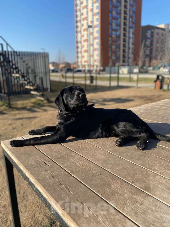 Собаки в Москве: РОККИ СРОЧНО ИЩЕТ ДОМ Мальчик, Бесплатно - фото 5