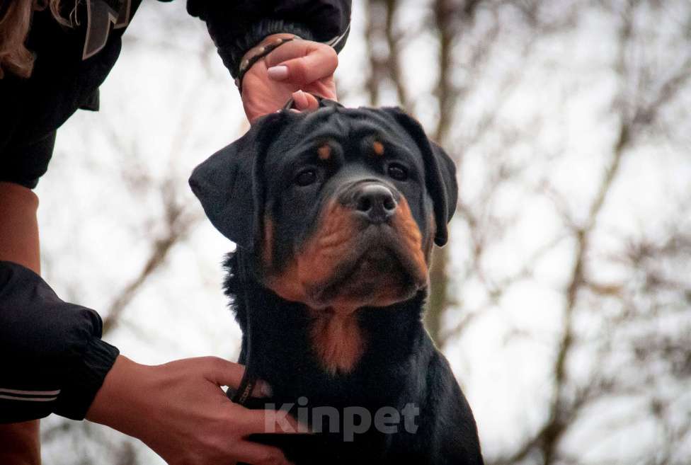 Собаки в Смоленске: Звезда Давида Букля Девочка, 120 000 руб. - фото 1