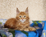 Кошки в Москве: Котёнок Мейн- Кун из питомника. Мальчик Мальчик, 70 000 руб. - фото 8