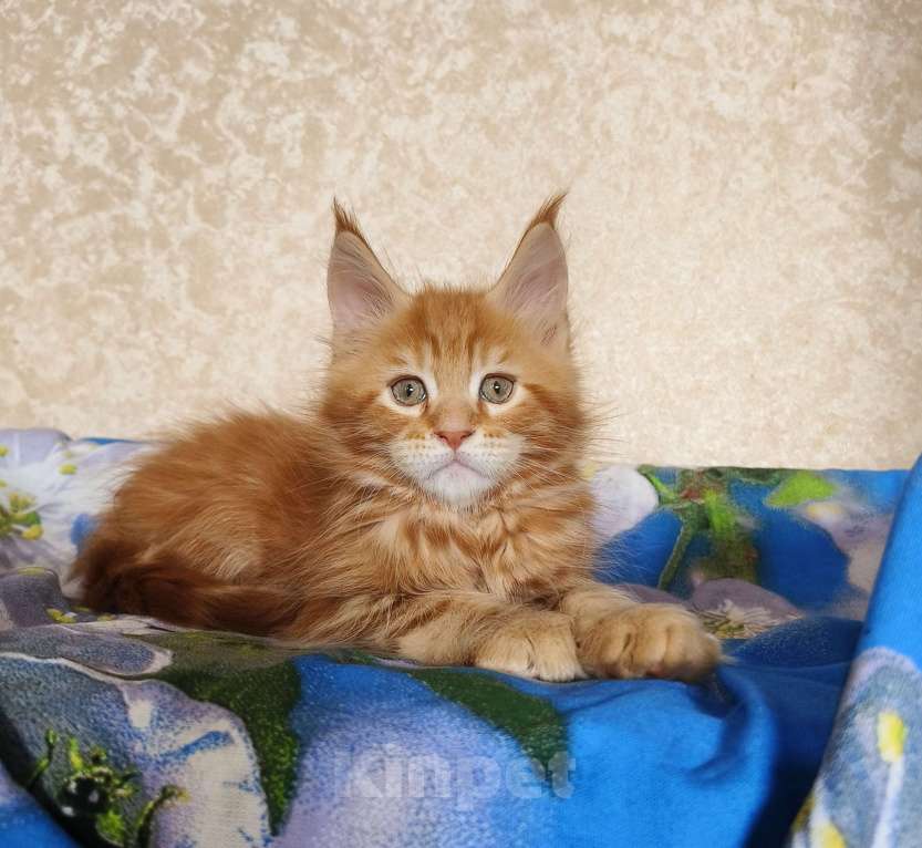 Кошки в Москве: Котёнок Мейн- Кун из питомника. Мальчик Мальчик, 70 000 руб. - фото 8