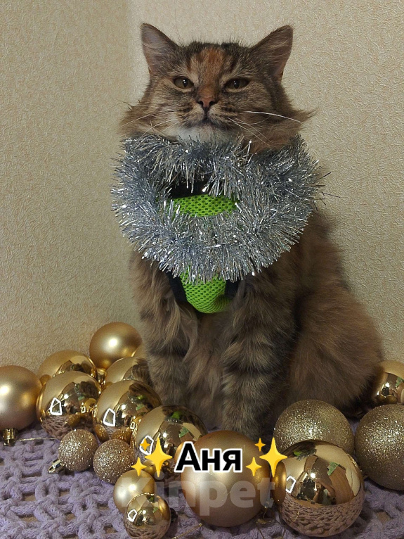 Кошки в Тамбове: Аня ищет свою любовь Девочка, Бесплатно - фото 5