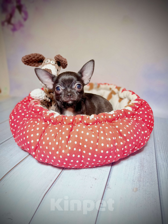 Собаки в Москве: Черная жемчужина Девочка, 85 000 руб. - фото 4