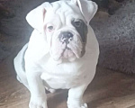 Собаки в Москве: Английский бульдог Девочка, 50 000 руб. - фото 3