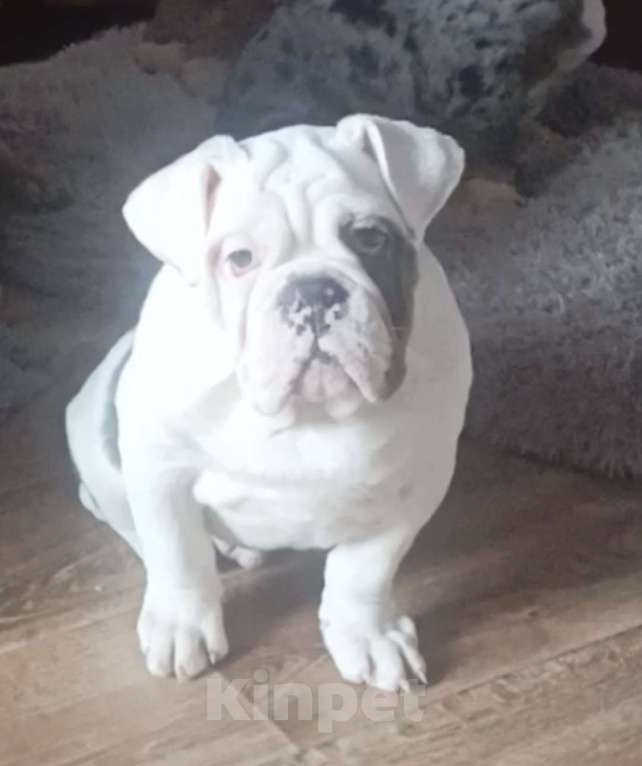 Собаки в Москве: Английский бульдог Девочка, 50 000 руб. - фото 3