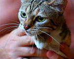 Кошки в Москве: Мраморный котенок Малена в добрые руки Девочка, Бесплатно - фото 2