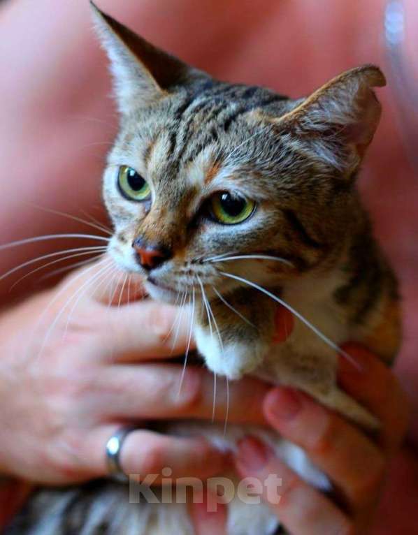 Кошки в Москве: Мраморный котенок Малена в добрые руки Девочка, Бесплатно - фото 2