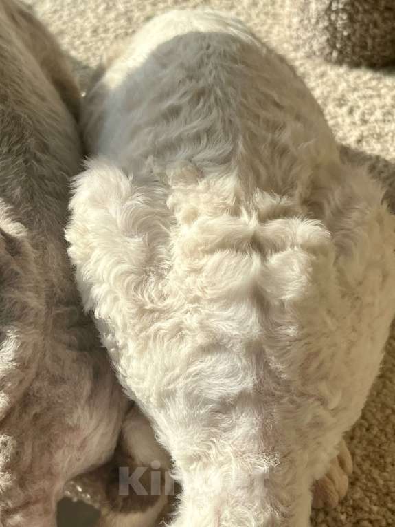 Кошки в Москве: Девон-рекс от чемпиона Разнополые, 80 000 руб. - фото 9