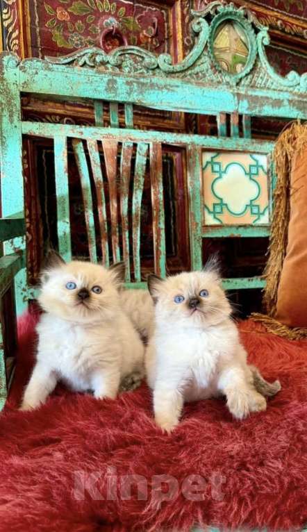 Кошки в Санкт-Петербурге: Рэгдолл Лапочки девочки Девочка, 55 000 руб. - фото 1