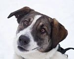 Собаки в Москве: Чудесная собака Ирэй ищет дом Девочка, Бесплатно - фото 5