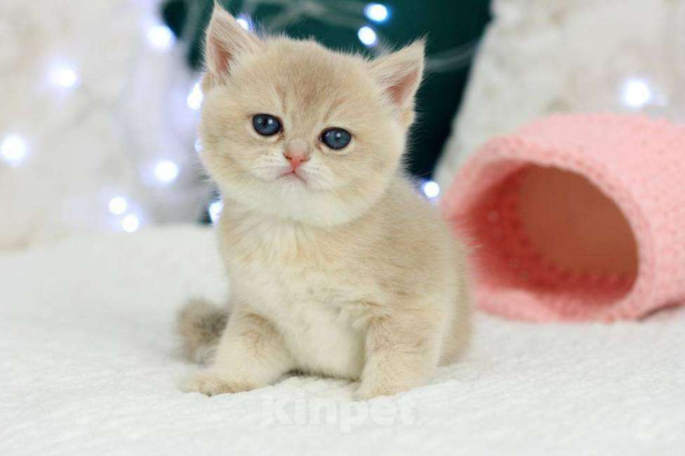 Кошки в Москве: Британская девочка Умница Девочка, 70 000 руб. - фото 9