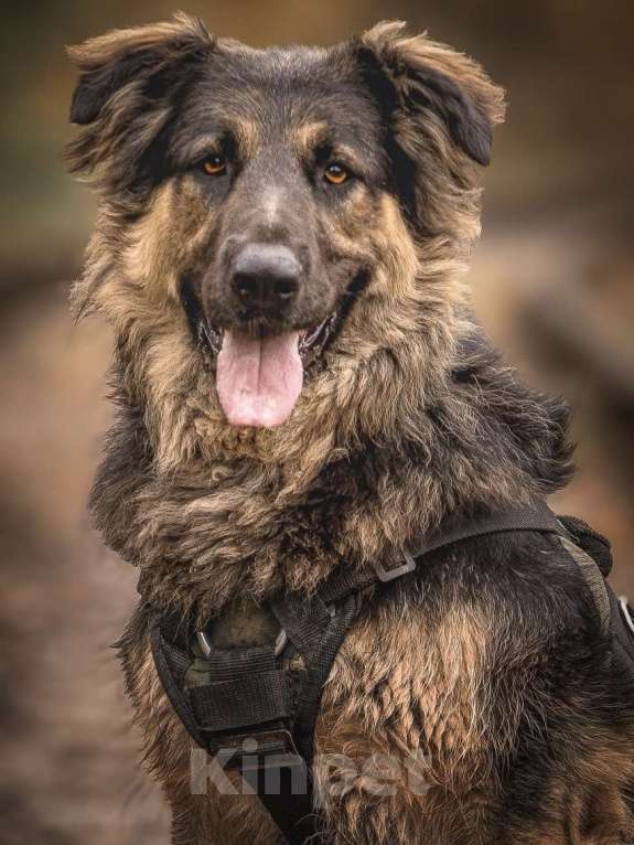 Собаки в Москве: Балу собака из приюта ищет дом Мальчик, Бесплатно - фото 9