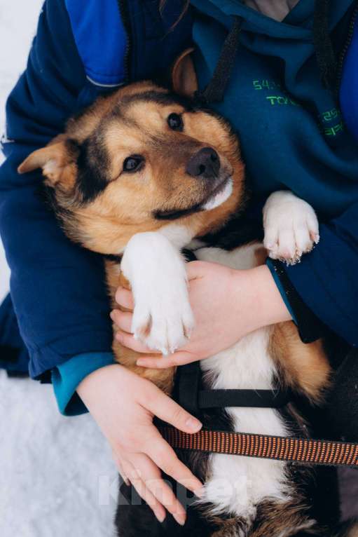 Собаки в Москве: Щенок 5 месяцев Моцарт очень нуждается в доме Мальчик, Бесплатно - фото 1