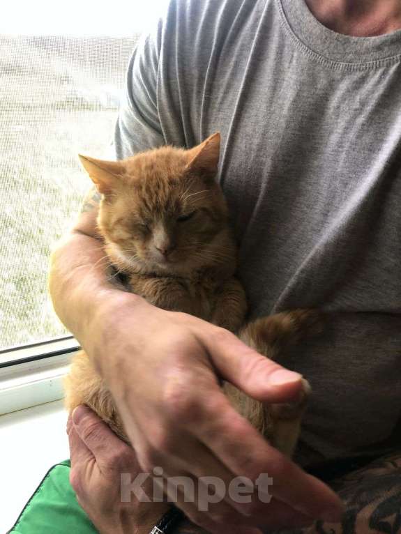 Кошки в Дмитрове: Поддержите котика Степу. Мальчик, Бесплатно - фото 7