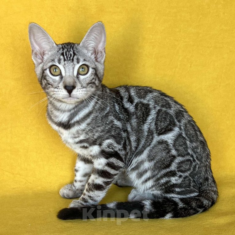 Кошки в Москве: Яркая девочка бенгальской породы Девочка, Бесплатно - фото 1