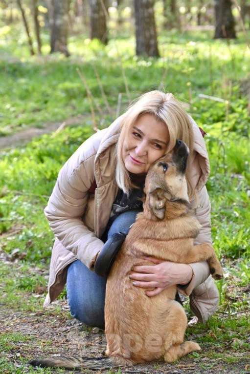 Собаки в Москве: Милая девочка очень хочет домой Девочка, 10 руб. - фото 3