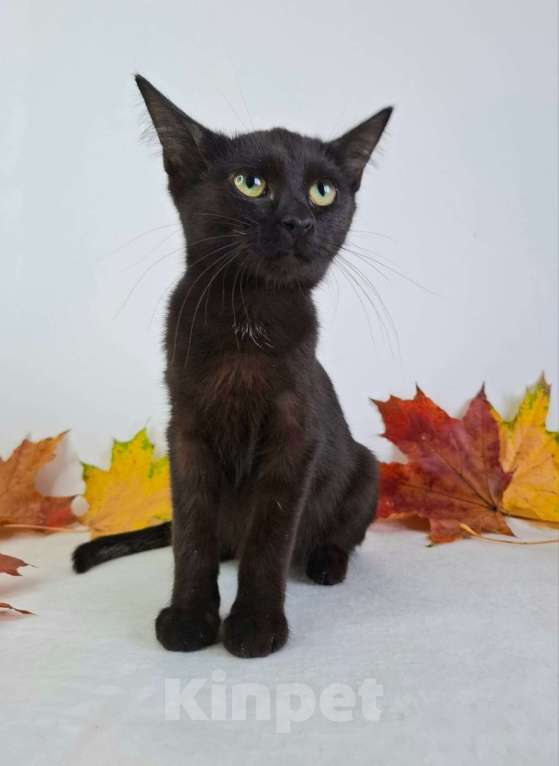 Кошки в Москве: Котёнок-подросток в добрые руки  Девочка, Бесплатно - фото 8