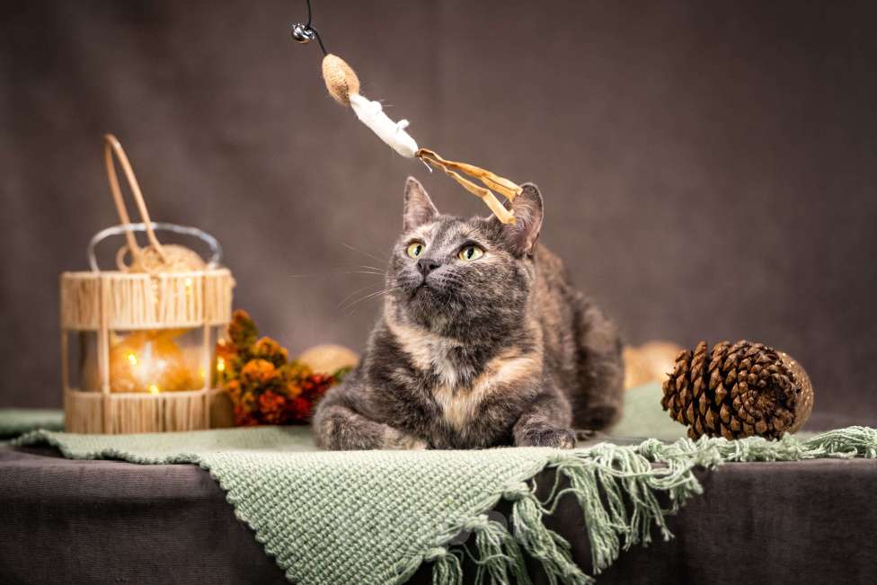 Кошки в Клине: Ася — красавица с редким окрасом Девочка, Бесплатно - фото 3