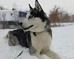 Собаки в Салавате: Вязка Сибирский Хаски, 1 500 руб. - фото 2