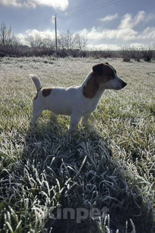 Собаки в Москве: Вязка с титулованным кобелем джек-рассел-терьер Мальчик, 35 000 руб. - фото 6