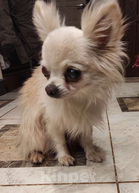 Собаки в других городах Тульской области: Найдена чихуахуа в Яснополянской больнице 4 января, проблема с глазами. Мальчик, Бесплатно - фото 1