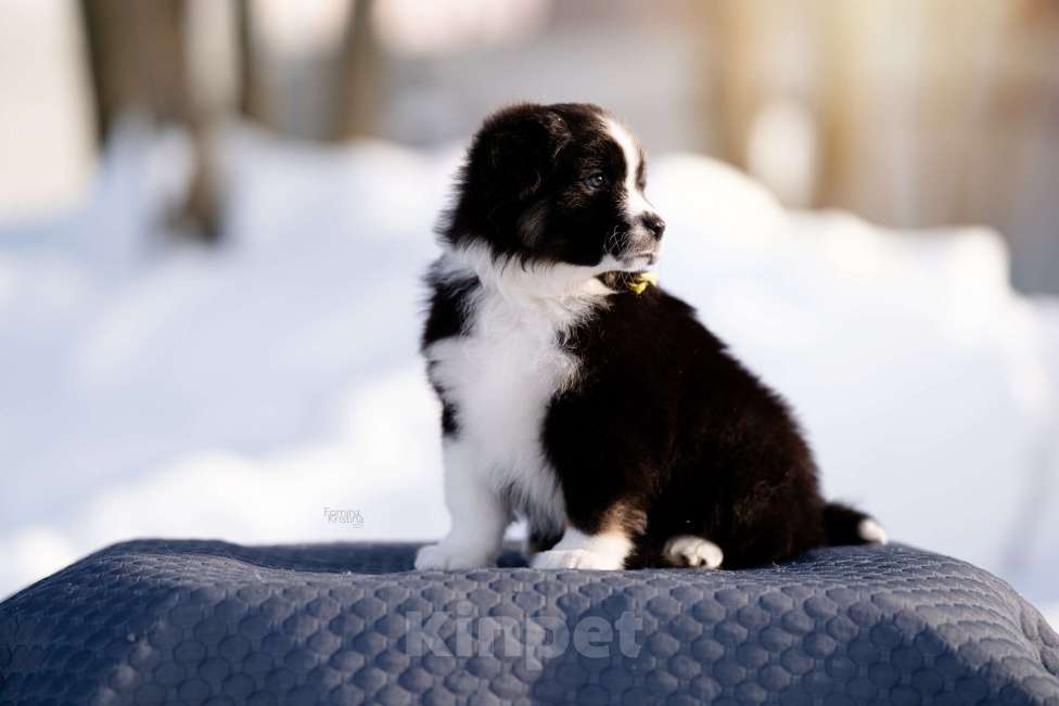 Собаки в других городах Московской области: Щенки миниаусси Мальчик, 60 000 руб. - фото 2
