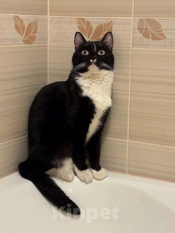 Кошки в Москве: кошка Шошанна срочно ищет дом Девочка, Бесплатно - фото 1