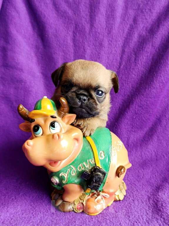 Собаки в Москве: Брабансон рыжая девочка Девочка, 65 000 руб. - фото 3