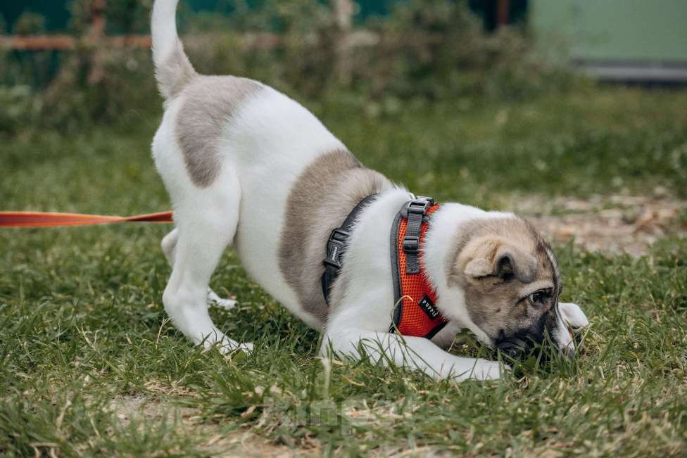 Собаки в Москве: Щенок в добрые руки бесплатно Москва Девочка, Бесплатно - фото 6