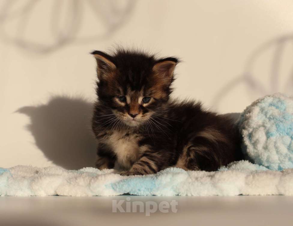 Кошки в Екатеринбурге: Котёнок мейн-кун Кабалерон Мальчик, 70 000 руб. - фото 4