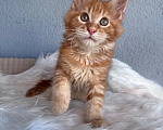 Кошки в Кудрово: Рыжий(красный) Мейн-кун котенок мальчик Мальчик, Бесплатно - фото 1