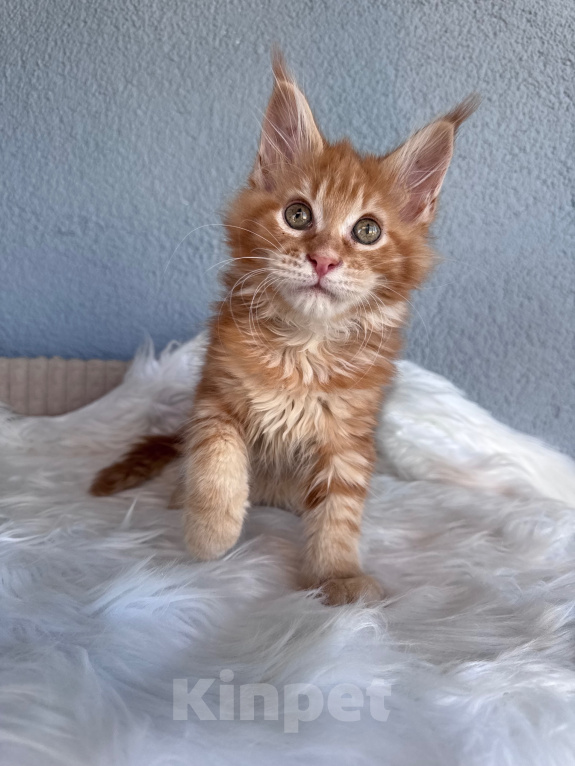 Кошки в Кудрово: Рыжий(красный) Мейн-кун котенок мальчик Мальчик, Бесплатно - фото 1