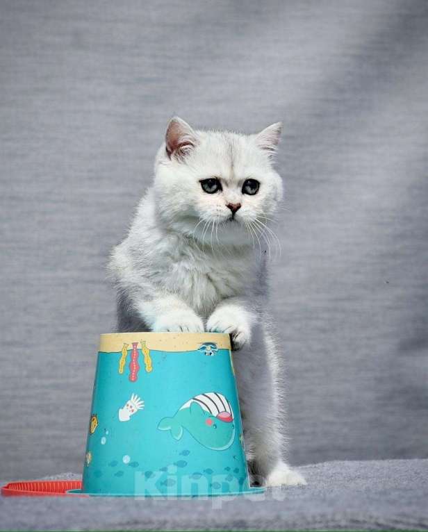 Кошки в Москве: Кошечка британская короткошерстная  окрас ns11 Девочка, Бесплатно - фото 6