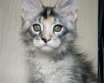 Кошки в Перми: Котята мейн-кун Девочка, 25 000 руб. - фото 2