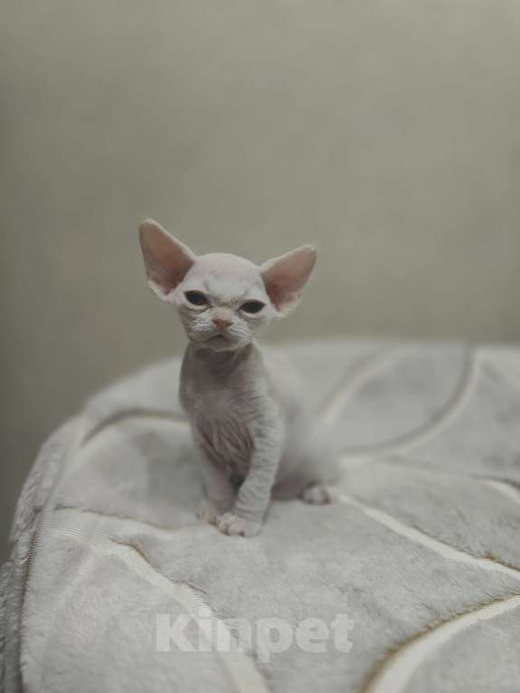 Кошки в Москве: Питомник предлагает котёнка Девон-Рекс Мальчик, 55 000 руб. - фото 3