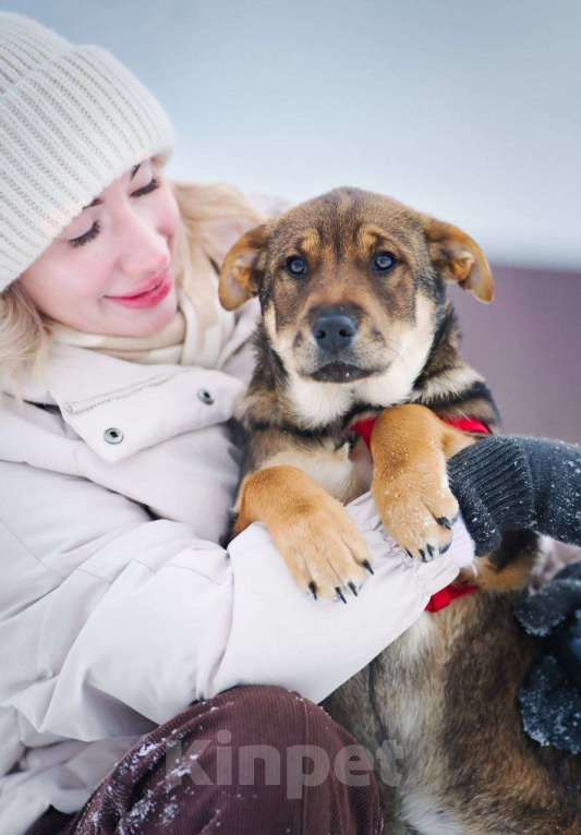 Собаки в Москве: Эльза тянется к человеку...Где ты? Девочка, Бесплатно - фото 5