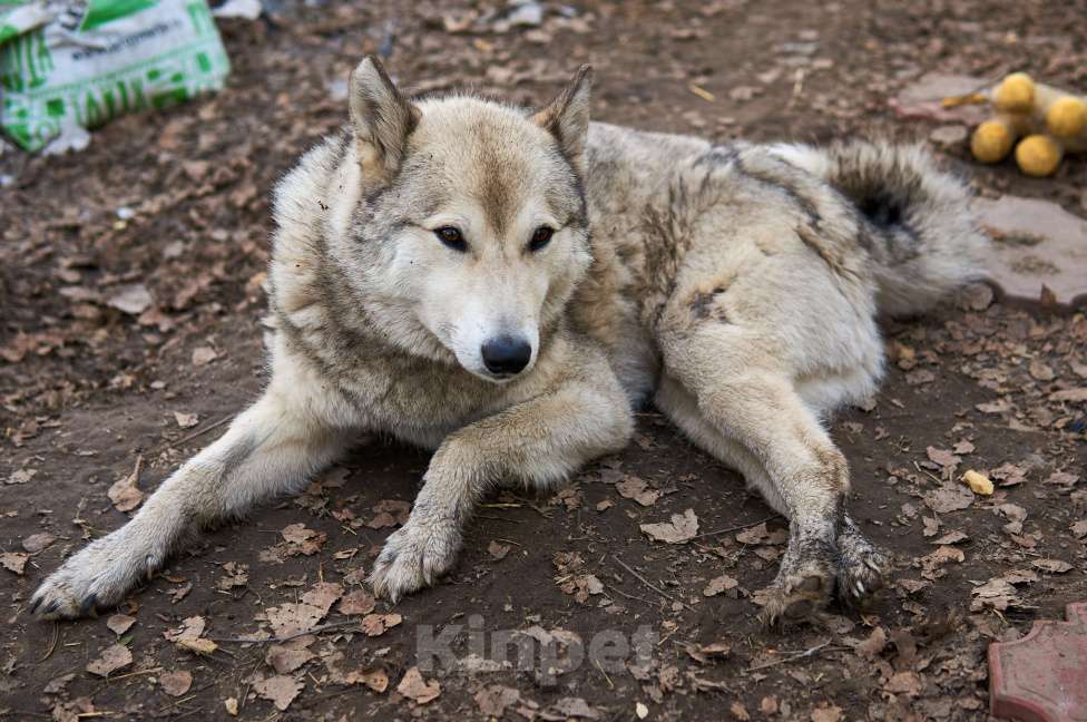 Собаки в Москве: Кучум Мальчик, Бесплатно - фото 2