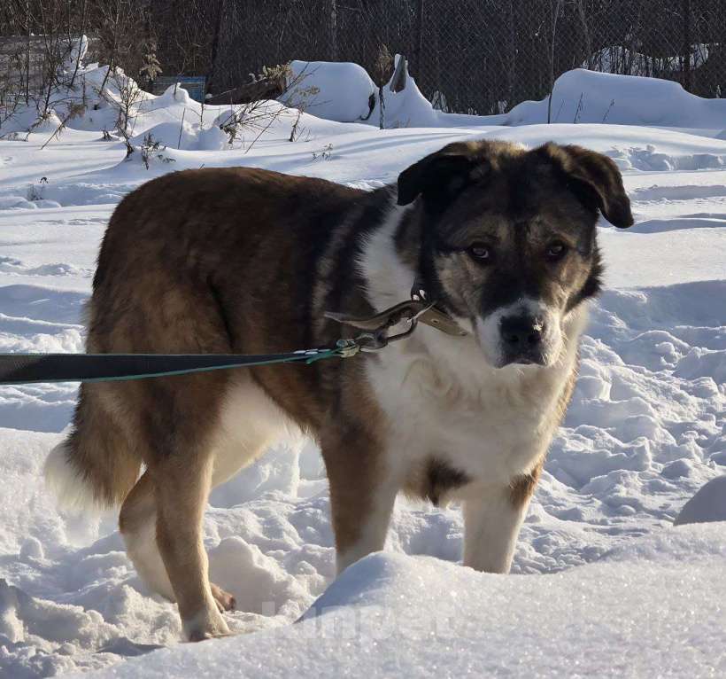 Собаки в Королеве: В поисках дома Берта. Девочка, Бесплатно - фото 5