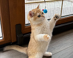 Кошки в Санкт-Петербурге: Котенок шотландская золотая шиншилла Девочка, 60 000 руб. - фото 3