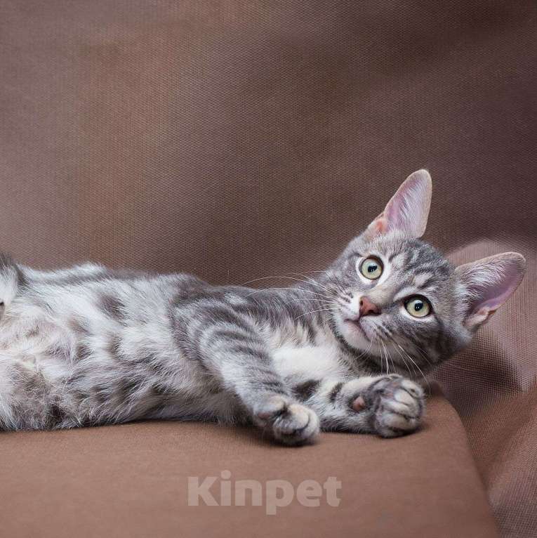 Кошки в Москве: Каким нужно быть, чтобы тебя полюбили? Мальчик, Бесплатно - фото 3