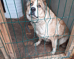 Собаки в Раменском: Ласковая Лисса ищет хозяина Девочка, 500 руб. - фото 4