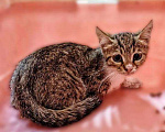 Кошки в Москве: Котенок Ириска ищет друзей Девочка, Бесплатно - фото 2