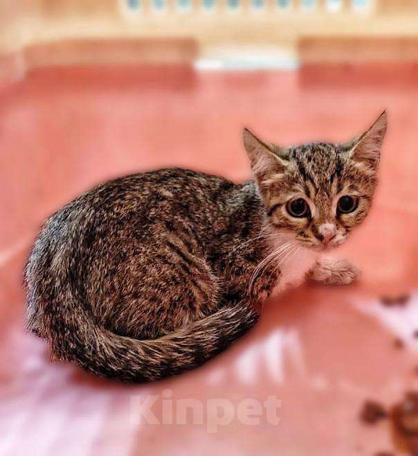 Кошки в Москве: Котенок Ириска ищет друзей Девочка, Бесплатно - фото 2