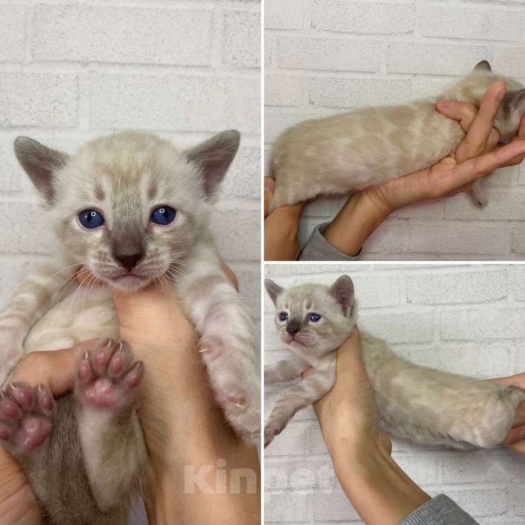 Кошки в Москве: Бенгальские котята Девочка, 30 000 руб. - фото 6