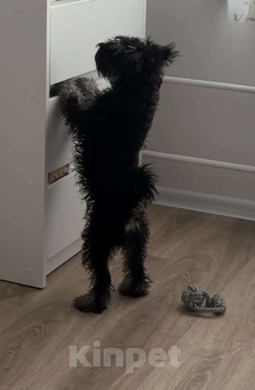 Собаки в Москве: Цвергшнауцер щенок Мальчик, 50 000 руб. - фото 4