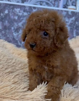 Парни красного окраса