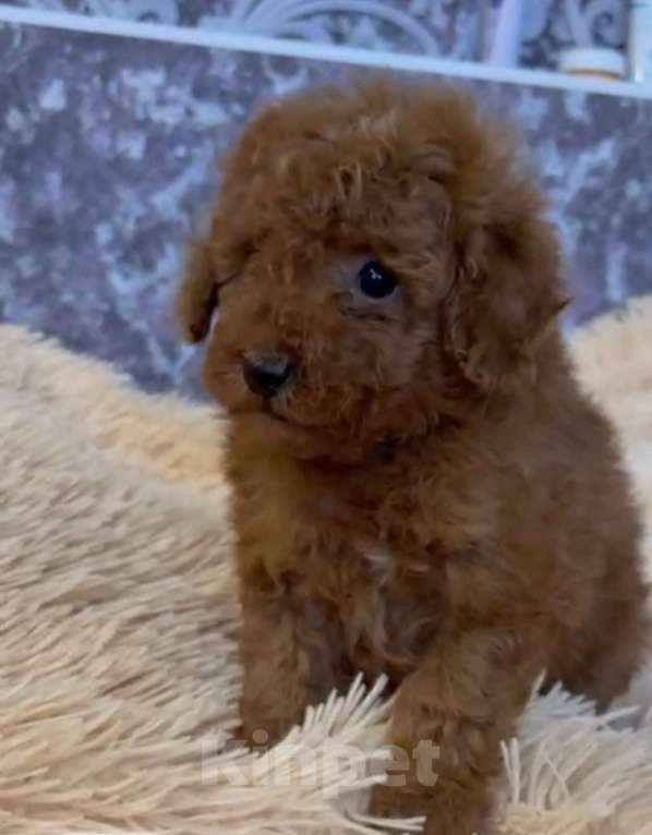 Собаки в Москве: Парни красного окраса Мальчик, 85 000 руб. - фото 1