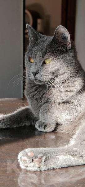 Кошки в Москве: Красавица Буся в добрые руки. Девочка, Бесплатно - фото 4