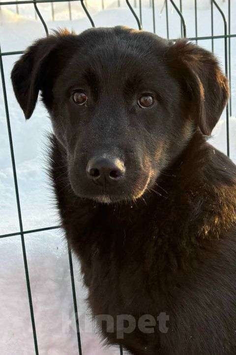 Собаки в Москве: Кира и Миша, ласковые умные щенки-подростки ищут дом Мальчик, Бесплатно - фото 6