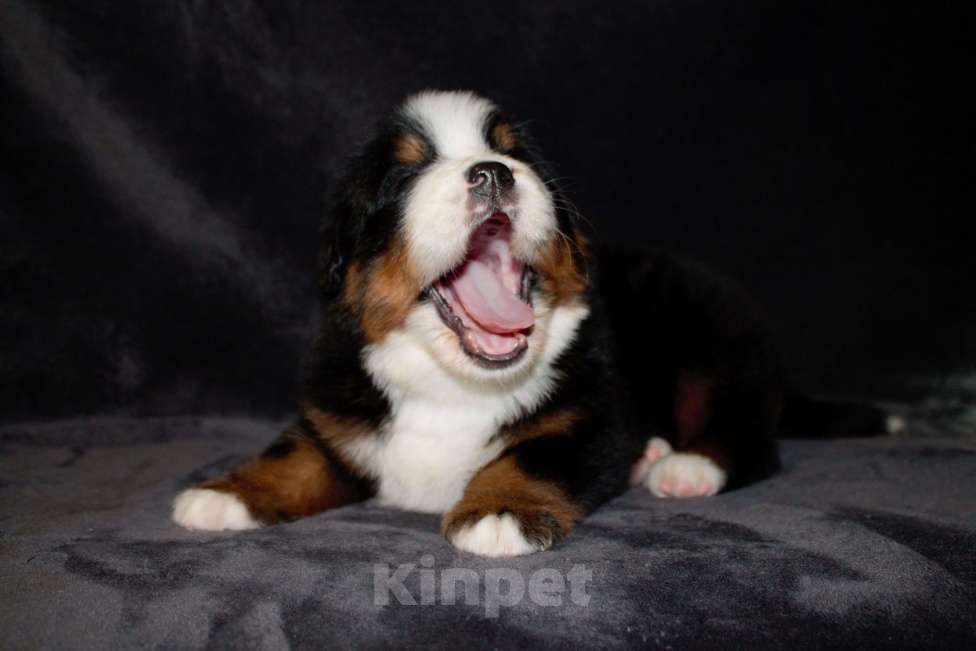 Собаки в других городах Московской области: Бернский зенненхунд Девочка, 120 000 руб. - фото 6